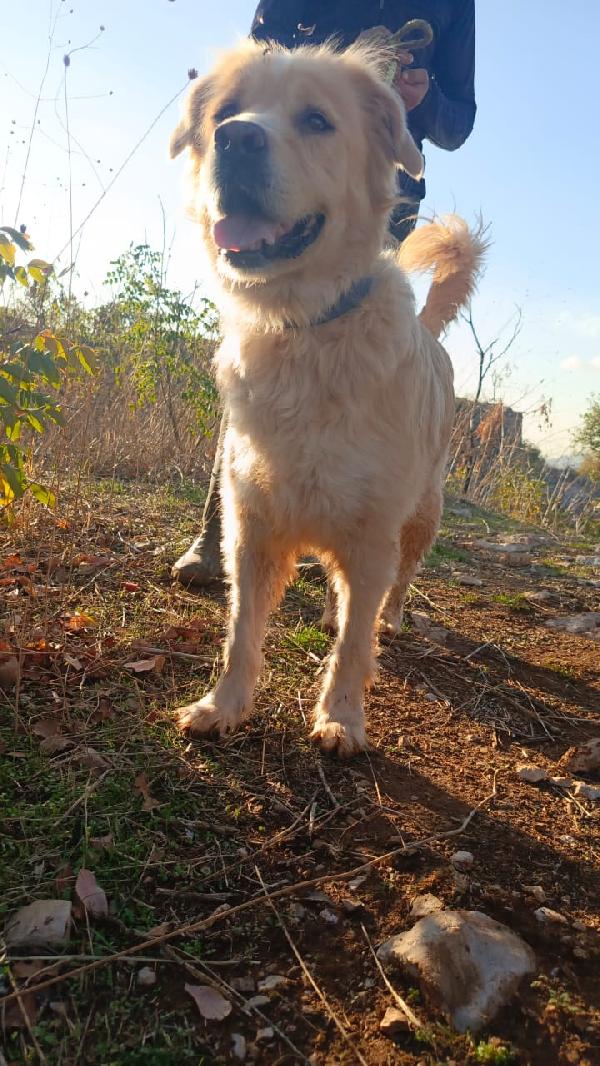 River, un amore di Simil Golden Retreiver Foto 2